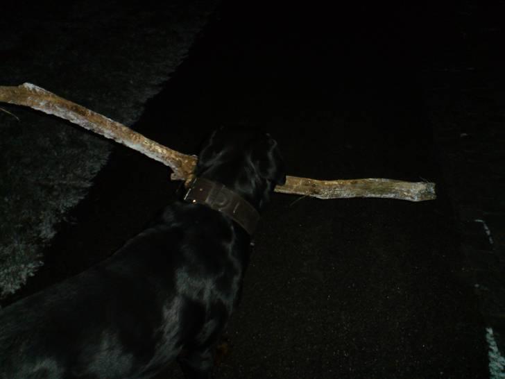 Rottweiler chico billede 6