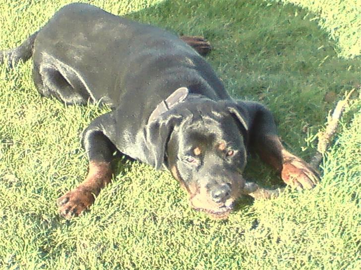 Rottweiler chico billede 7