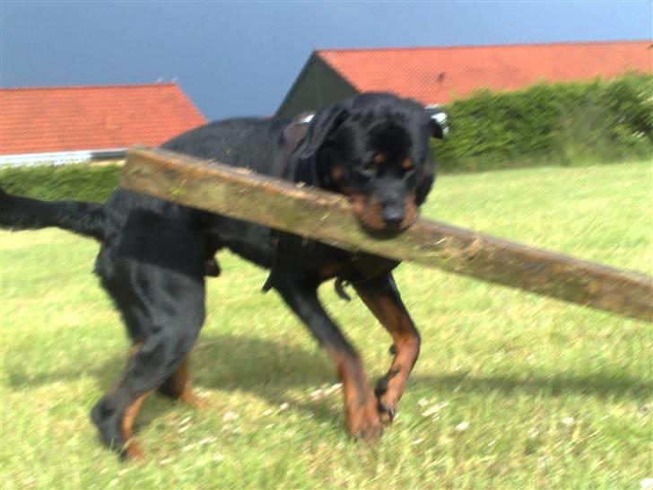 Rottweiler chico billede 8