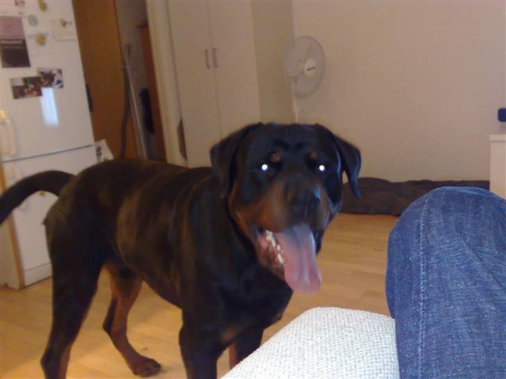 Rottweiler chico billede 9