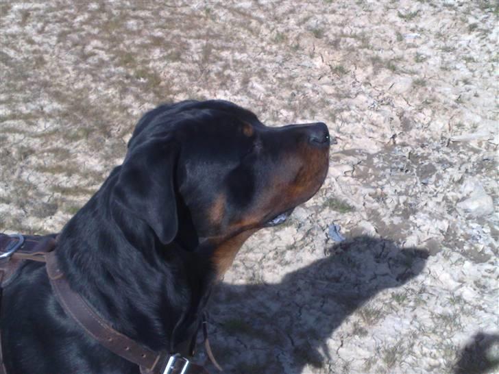 Rottweiler chico billede 10