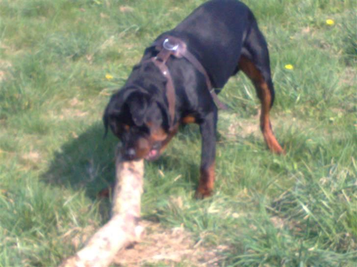 Rottweiler chico billede 11