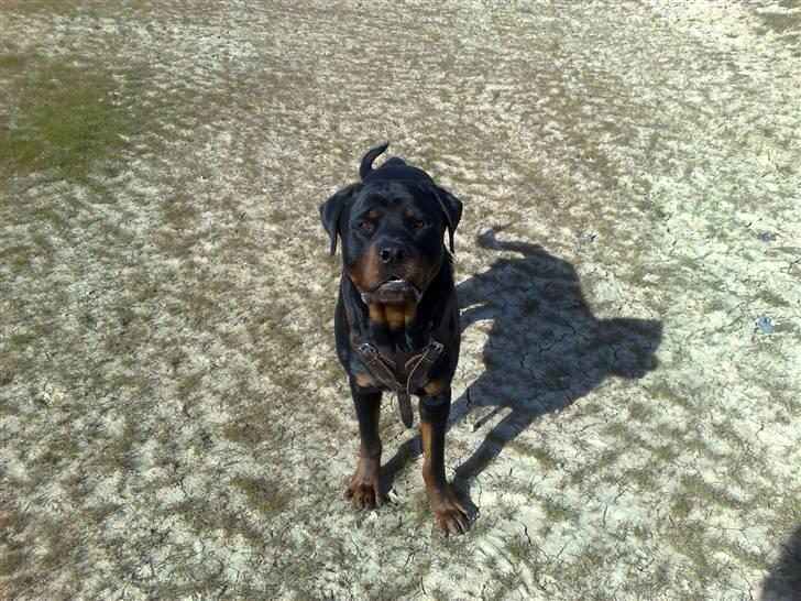 Rottweiler chico billede 12