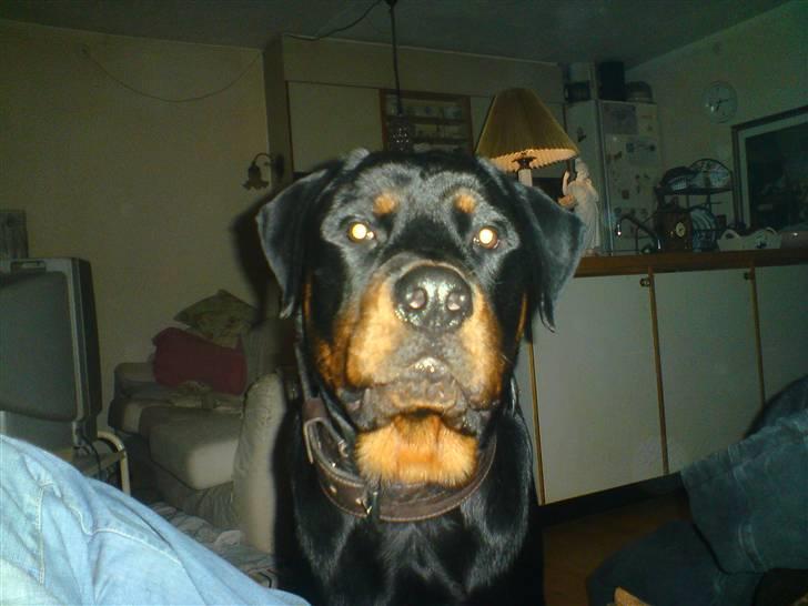 Rottweiler chico billede 13