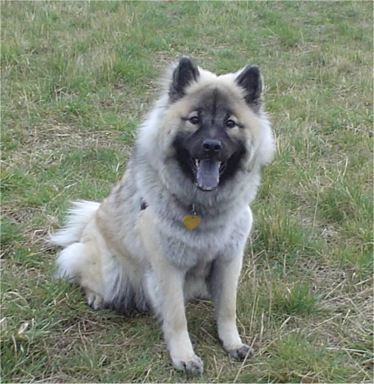 Eurasier Luna billede 1