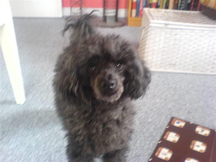 Dværgpuddel Baloo billede 2