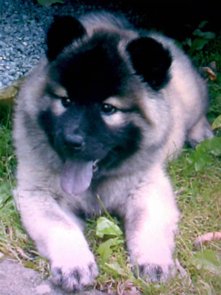 Eurasier Luna billede 2