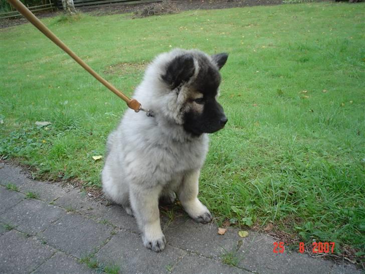 Eurasier Luna billede 3