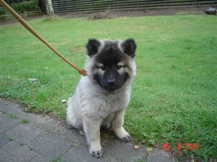 Eurasier Luna billede 4