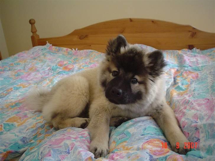Eurasier Luna billede 5