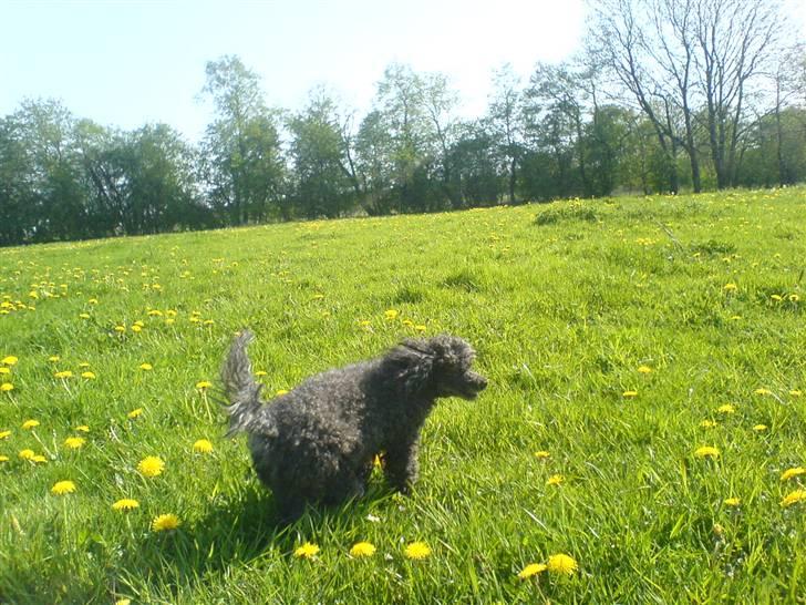 Dværgpuddel Baloo billede 3