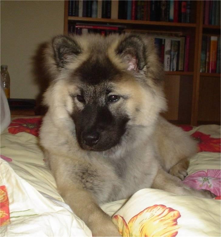 Eurasier Luna billede 6