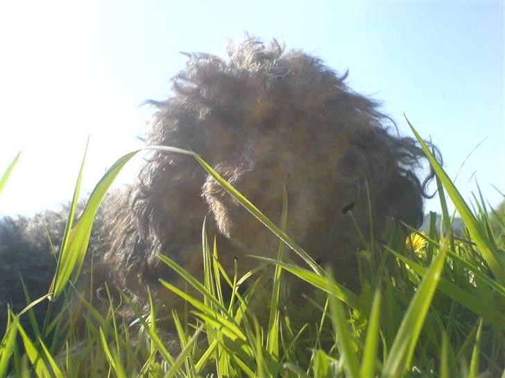 Dværgpuddel Baloo billede 4