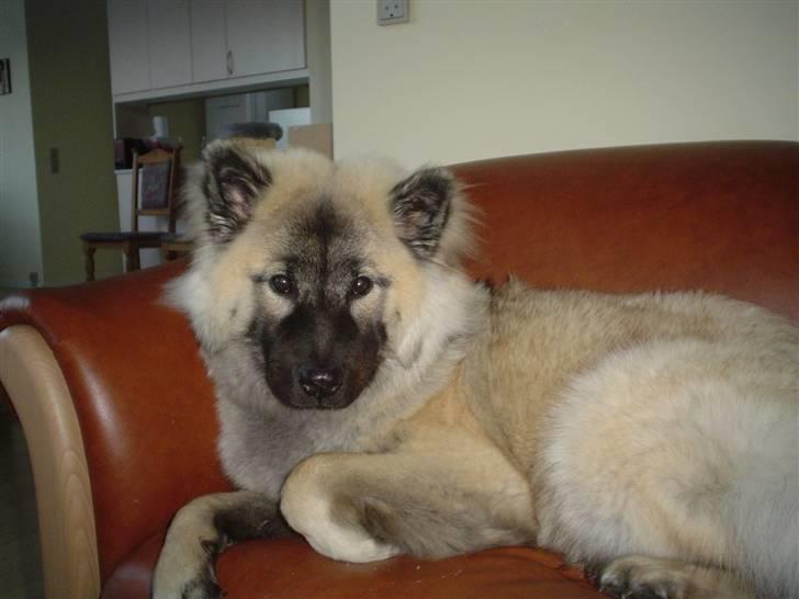 Eurasier Luna billede 7