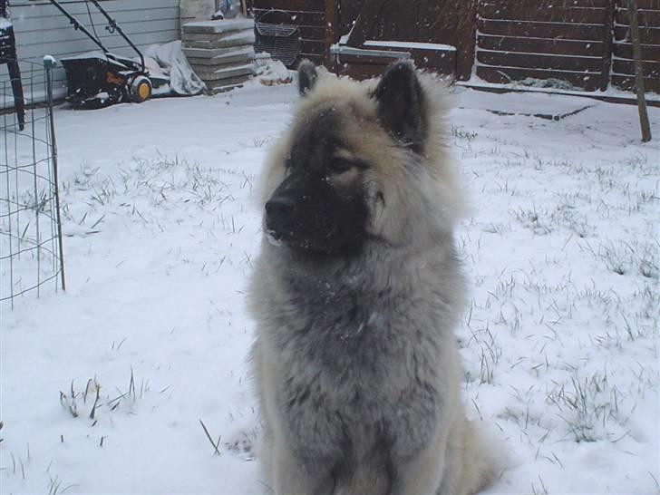 Eurasier Luna billede 8