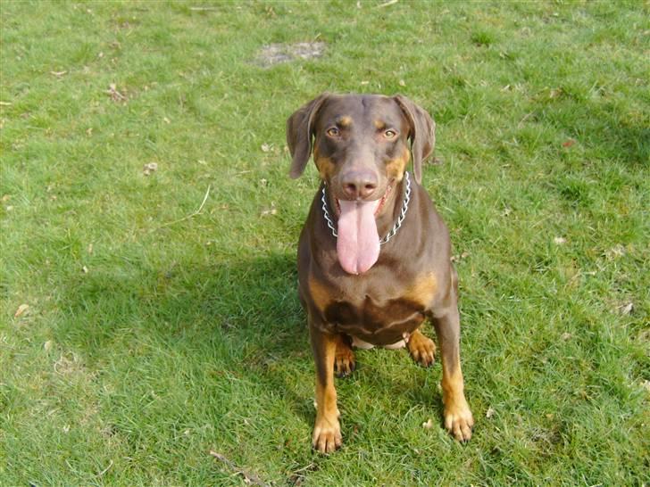 Blanding af racer R.I.P 2010 Bellis - Hej!! billede 1