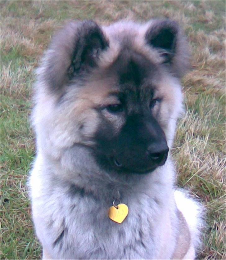 Eurasier Luna billede 9