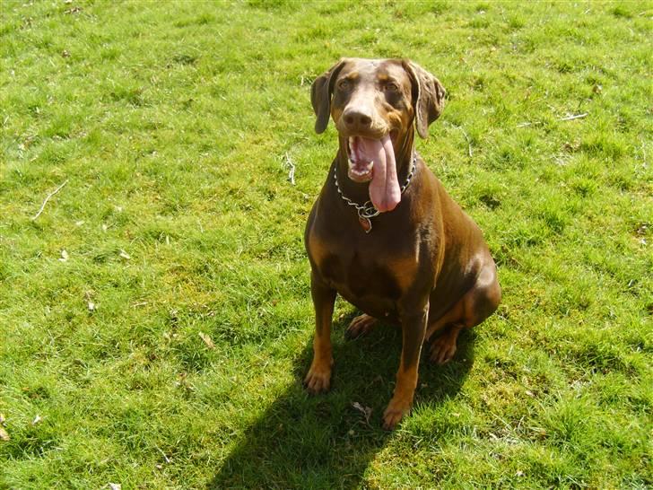 Blanding af racer R.I.P 2010 Bellis - Se mig :) billede 2