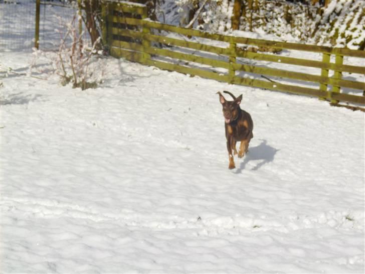 Blanding af racer R.I.P 2010 Bellis - hun kan løbe stærkt! billede 3