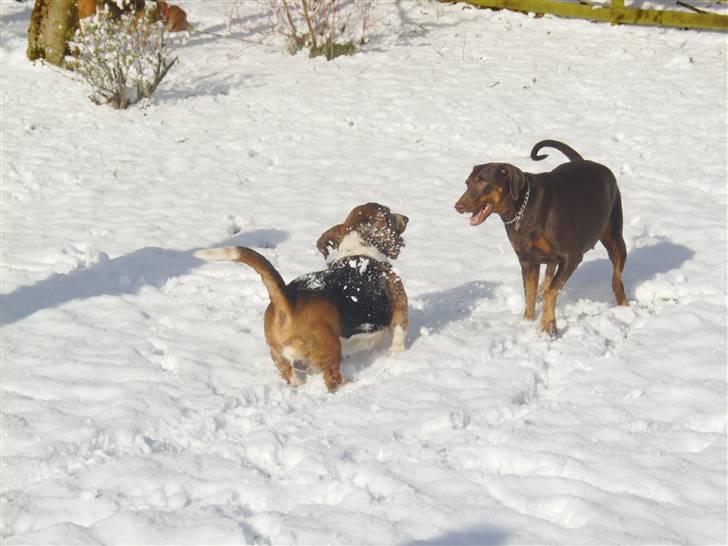 Blanding af racer R.I.P 2010 Bellis - de leger i snen billede 4