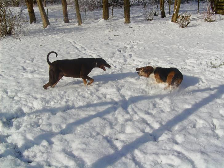 Blanding af racer R.I.P 2010 Bellis billede 5