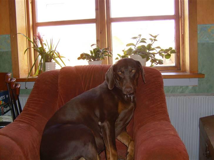 Blanding af racer R.I.P 2010 Bellis billede 6