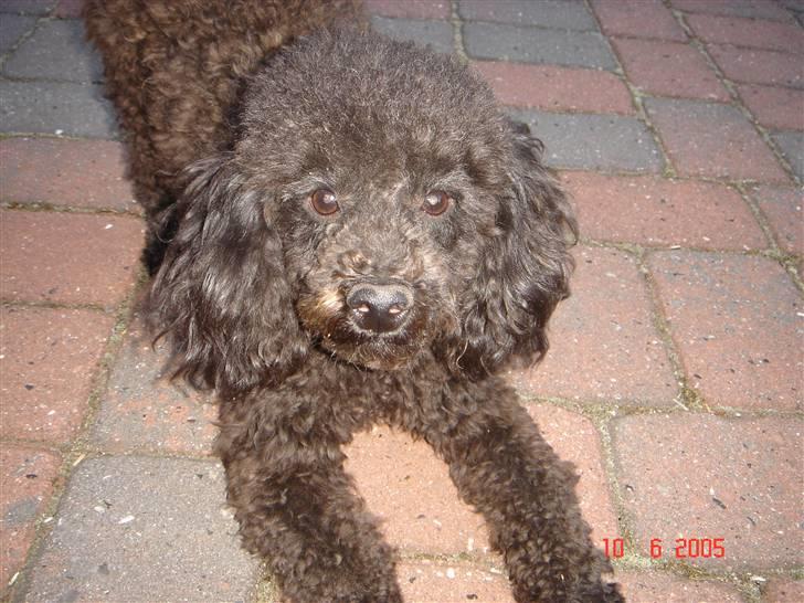 Dværgpuddel Baloo billede 5