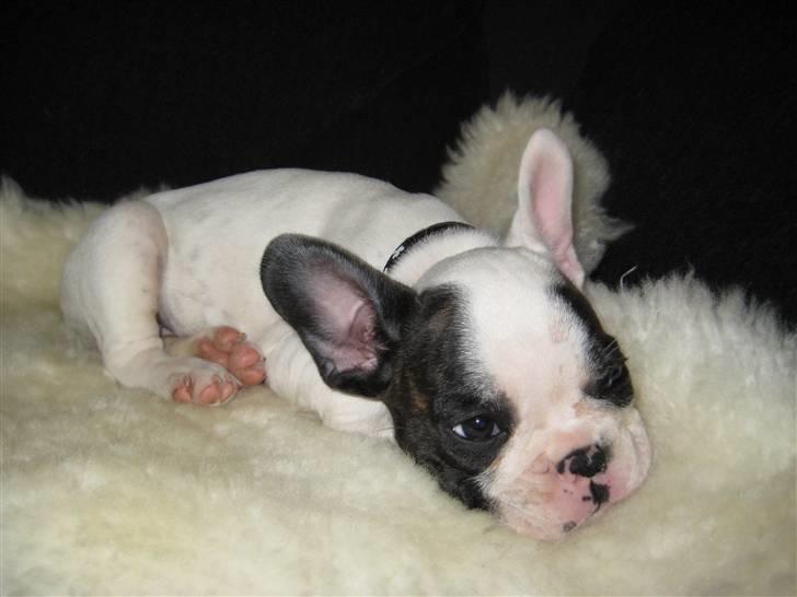 Fransk bulldog Bandi billede 8