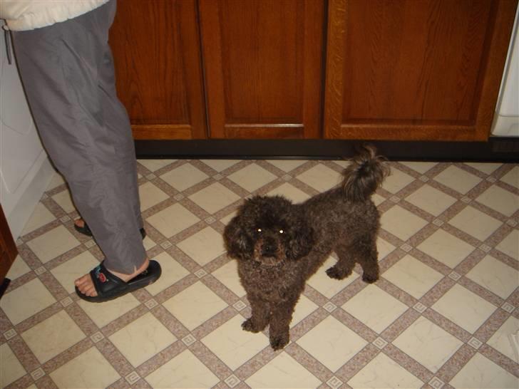 Dværgpuddel Baloo billede 6