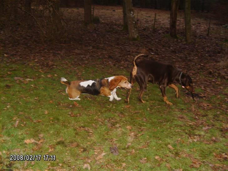 Blanding af racer R.I.P 2010 Bellis - prøv at fang mig Pepsi billede 7