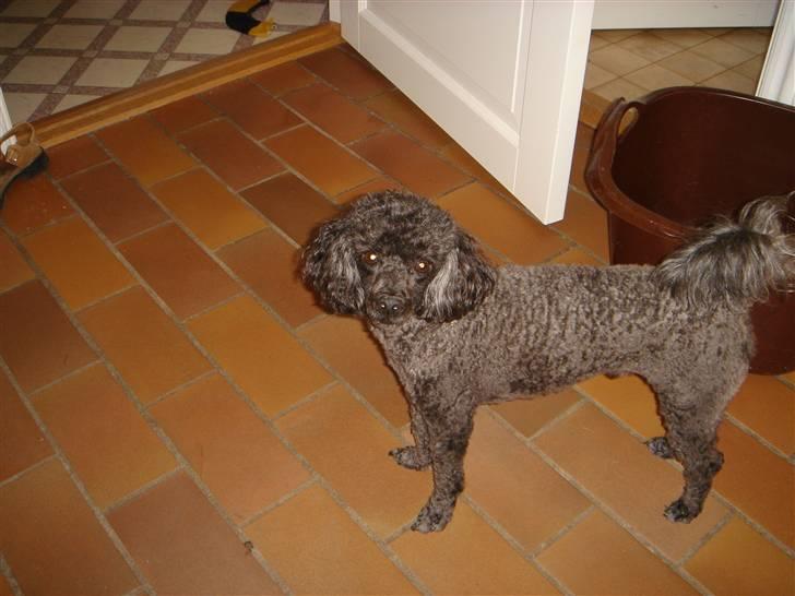 Dværgpuddel Baloo billede 7