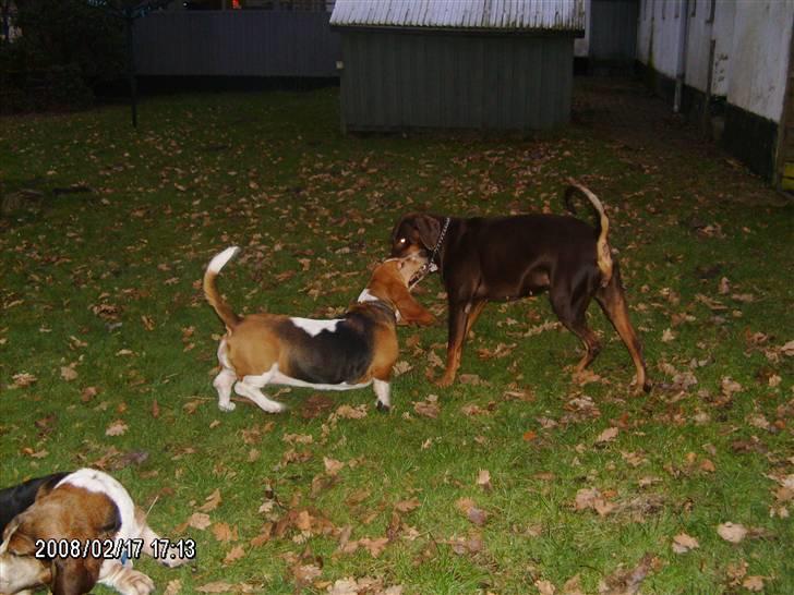 Blanding af racer R.I.P 2010 Bellis billede 8