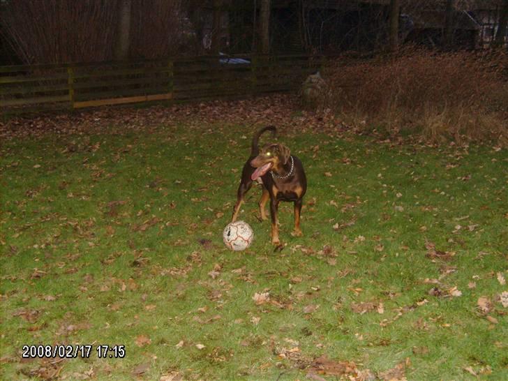 Blanding af racer R.I.P 2010 Bellis - kom nu!! billede 9