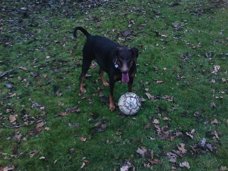 Blanding af racer R.I.P 2010 Bellis - skal vi spille bold?? billede 10