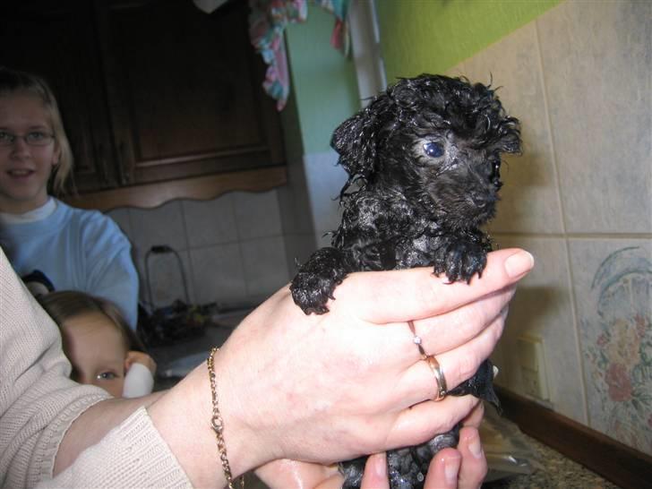 Dværgpuddel Baloo - Baby Baloo billede 8