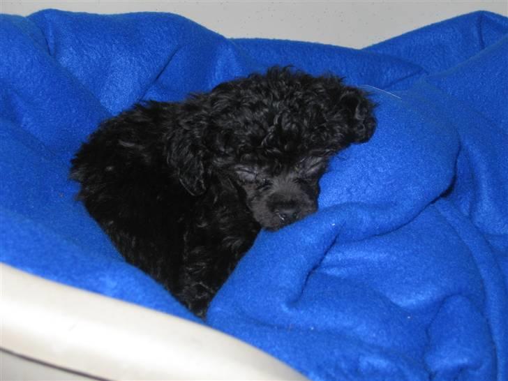 Dværgpuddel Baloo - Baby Baloo billede 9