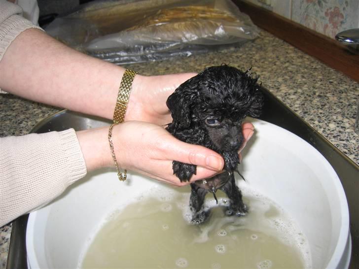 Dværgpuddel Baloo billede 11