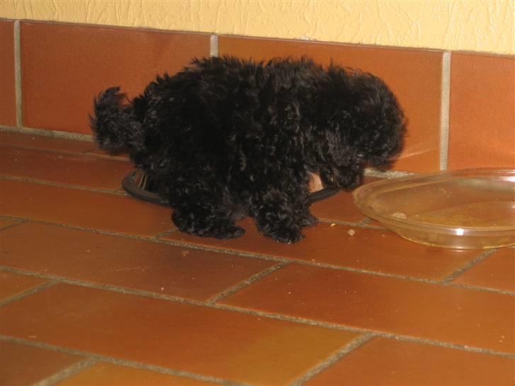 Dværgpuddel Baloo billede 12