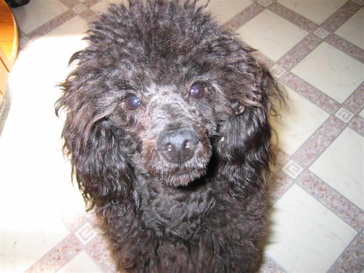 Dværgpuddel Baloo billede 14