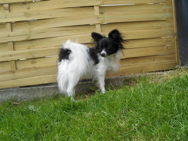 Papillon Ditte - 4 april 1års fødselsdag er jeg ikke dejlig billede 6