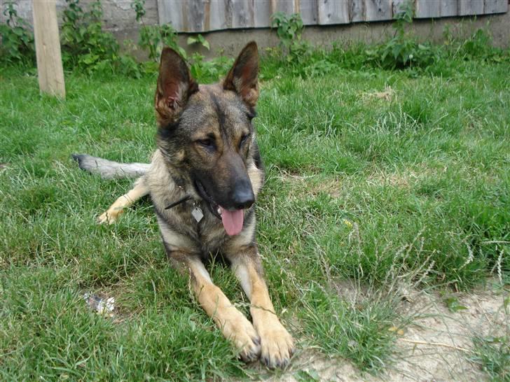 Schæferhund Zacho billede 4