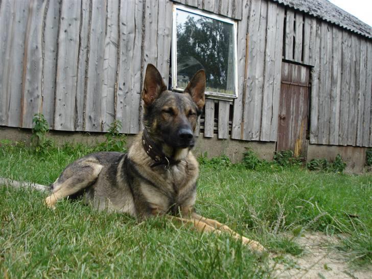 Schæferhund Zacho billede 5