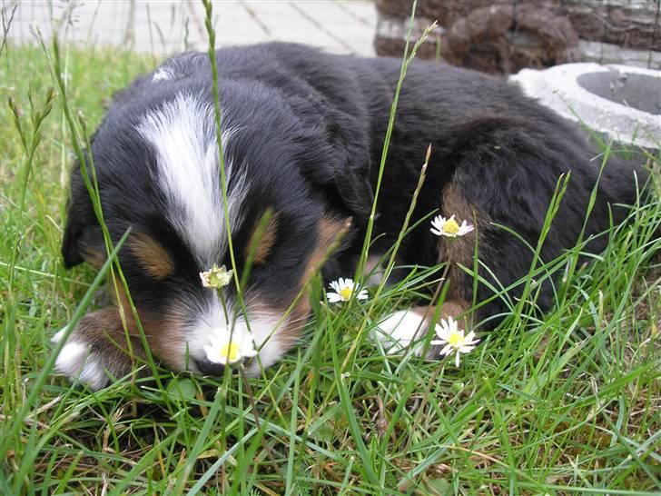 Berner sennenhund Elvis - 22/6 08 3 en halv uge gammel  billede 6