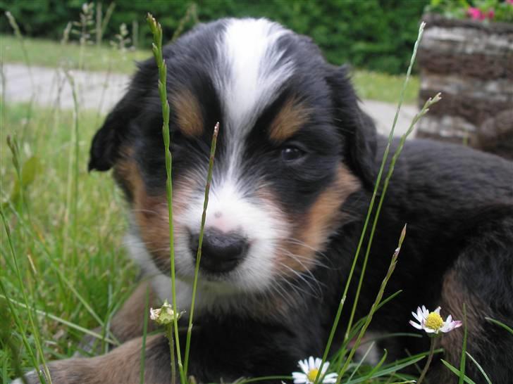 Berner sennenhund Elvis - 22/6 08 3 en halv uge gammel  billede 7