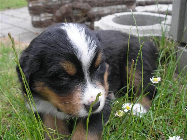 Berner sennenhund Elvis - 22/6 08 3 en halv uge gammel  billede 8