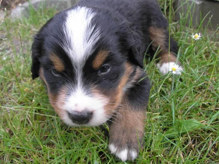 Berner sennenhund Elvis - 22/6 08 3 en halv uge gammel  billede 9