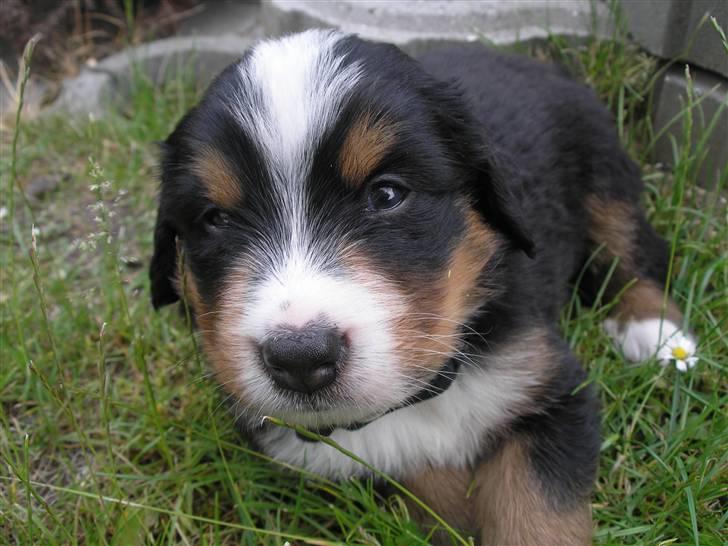 Berner sennenhund Elvis - 22/6 08 3 en halv uge gammel  billede 10