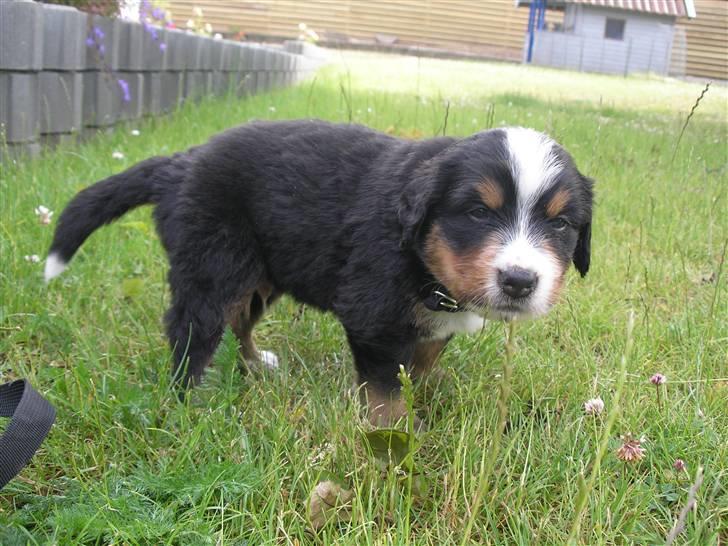 Berner sennenhund Elvis - 22/6 08 3 en halv uge gammel  billede 11