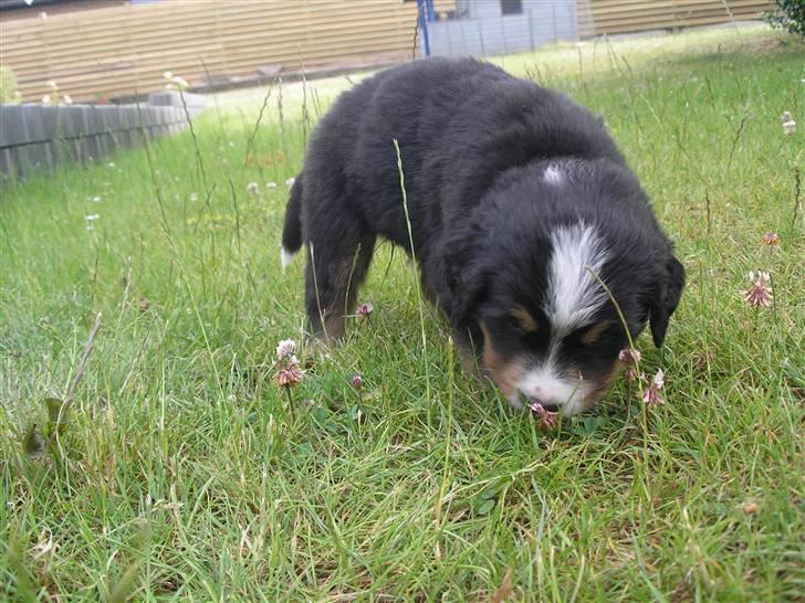 Berner sennenhund Elvis - 22/6 08 3 en halv uge gammel  billede 12