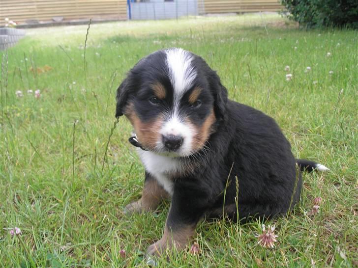Berner sennenhund Elvis - 22/6 08 3 en halv uge gammel  billede 13
